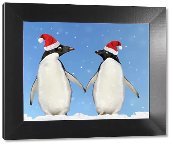 Adelie Penguin - holding hands wearing Christmas hats - Brown Bluff - Antarctic Peninsula Digital Manipulation: montaged penguins, added sky / snow & hats (Su)