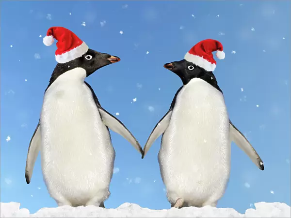 Adelie Penguin - holding hands wearing Christmas hats - Brown Bluff - Antarctic Peninsula Digital Manipulation: montaged penguins, added sky / snow & hats (Su)