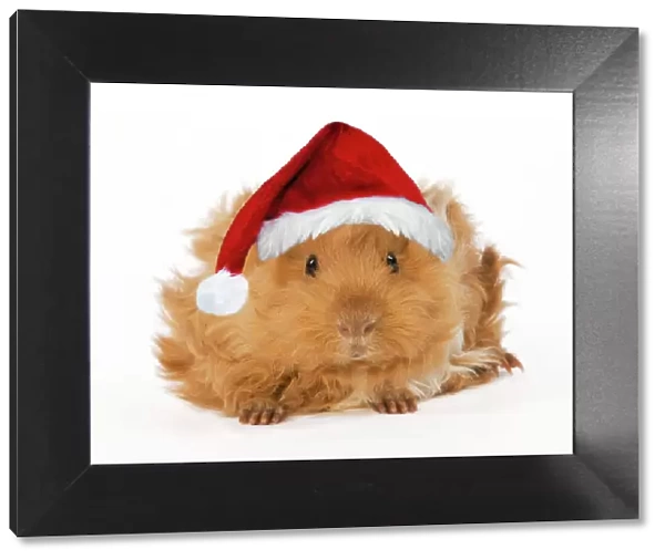 Guinea Pig - in studio wearing Christmas hat Digital Manipulation: Hat (Su). Changed right foot to match left