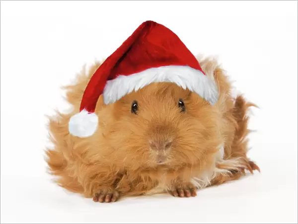 Guinea Pig - in studio wearing Christmas hat Digital Manipulation: Hat (Su). Changed right foot to match left