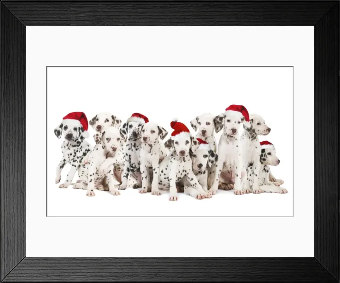 Framed Print : Dalamatian Dogs - with Christmas hats Digital Manipulation: Hats (Su) Framed Print : Dalamatian Dogs - with Christmas hats Digital Manipulation: Hats (Su)