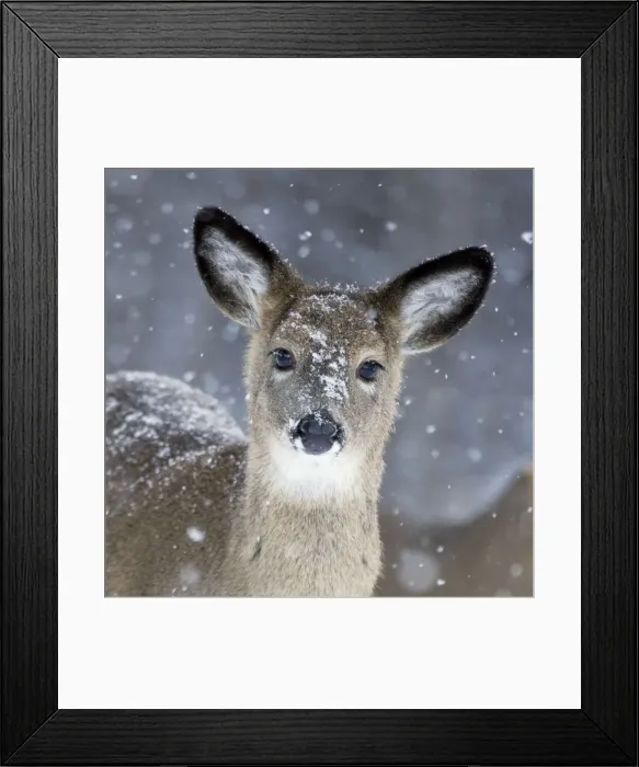 Framed Print : White-tailed Deer - Doe in snow - New York - USA