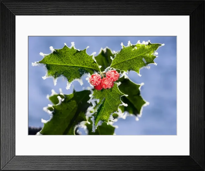 Framed Print : Holly - leaves covered in frost Digital Manipulation: added berries Framed Print : Holly - leaves covered in frost Digital Manipulation: added berries