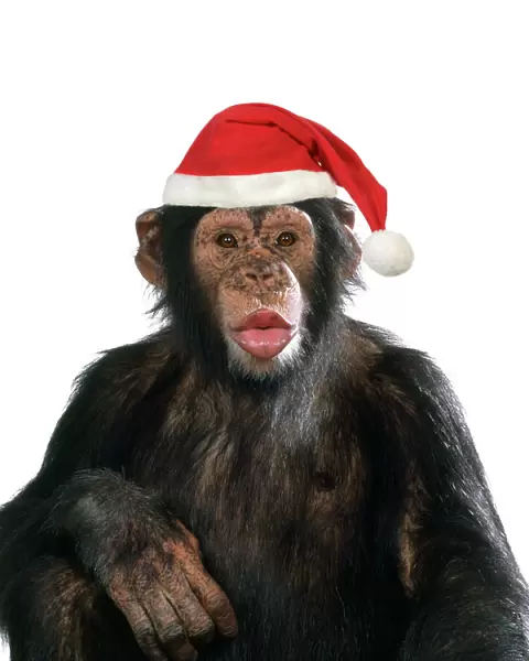 Chimpanzee - showing lips kissing wearing Christmas hat Dig. Manipulation: Hat (JD)