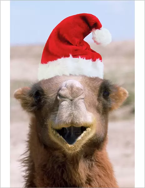 Bactrian Camel - wearing Christmas hat Digital Manipulation: Hat (Su)