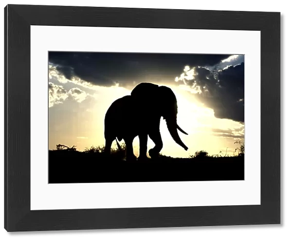 African Elephant - silhouetted against sunset. Africa