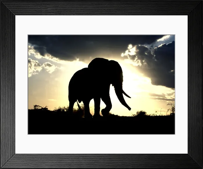 Framed Print : African Elephant - silhouetted against sunset. Africa Framed Print : African Elephant - silhouetted against sunset. Africa