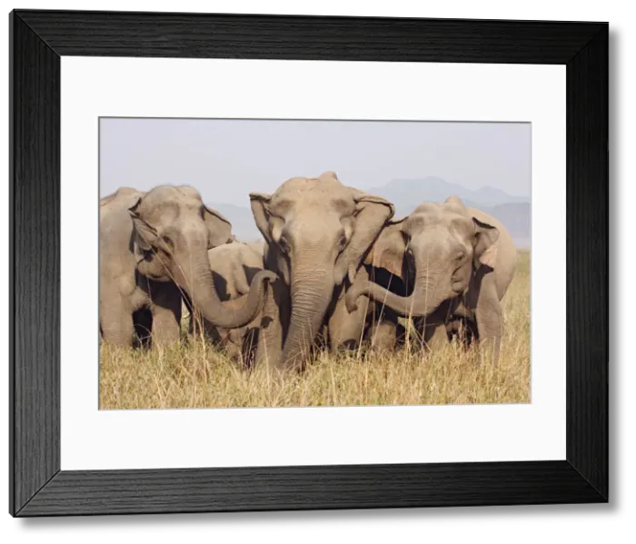 Framed Print : Indian / Asian Elephants, Corbett National Park, India Framed Print : Indian / Asian Elephants, Corbett National Park, India