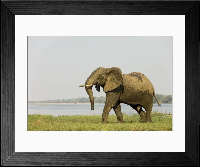 Framed Print : African Elephant - Bull has been taking a bath at the bank of the Zambezi River. On the opposite side of the river the Mana Pools National Park in Zimbabwe. Lower Zambezi National Park, Zambia Framed Print : African Elephant - Bull has been taking a bath at the bank of the Zambezi River. On the opposite side of the river the Mana Pools National Park in Zimbabwe. Lower Zambezi National Park, Zambia