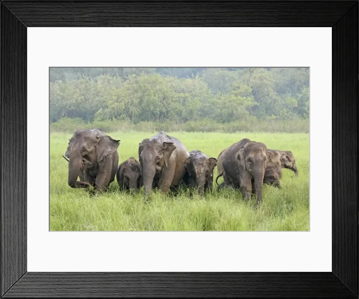Framed Print : Indian / Asian Elephants in the rain-soaked grassland, Corbett National Park, India Framed Print : Indian / Asian Elephants in the rain-soaked grassland, Corbett National Park, India