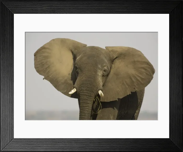 Framed Print : African Elephant - Bull displays his ears in order to warn the photographer. Chobe National Park, Botswana Framed Print : African Elephant - Bull displays his ears in order to warn the photographer. Chobe National Park, Botswana