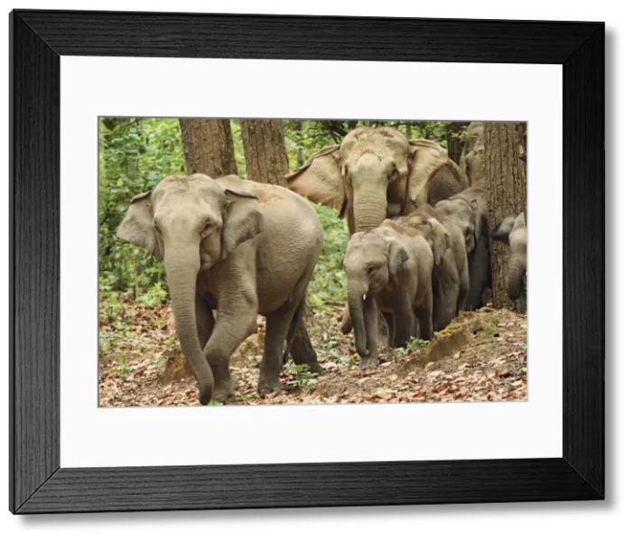 Framed Print : Indian / Asian Elephants coming out of Sal forest, Corbett National Park, India Framed Print : Indian / Asian Elephants coming out of Sal forest, Corbett National Park, India
