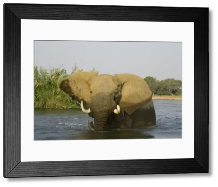 Framed Print : African Elephant - Bull in the Zambezi River has been feeding on a reed island and now has a closer look at the photographer. In the background the bank of the Mana Pools National Park in Zimbabwe. Lower Zambezi National Park Framed Print : African Elephant - Bull in the Zambezi River has been feeding on a reed island and now has a closer look at the photographer. In the background the bank of the Mana Pools National Park in Zimbabwe. Lower Zambezi National Park