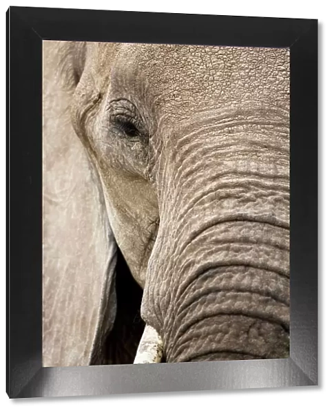 African Elephant - Etosha National Park - Namibia - Africa