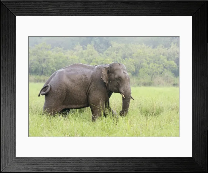 Framed Print : Indian / Asian Elephant after the rain, Corbett National Park, India Framed Print : Indian / Asian Elephant after the rain, Corbett National Park, India