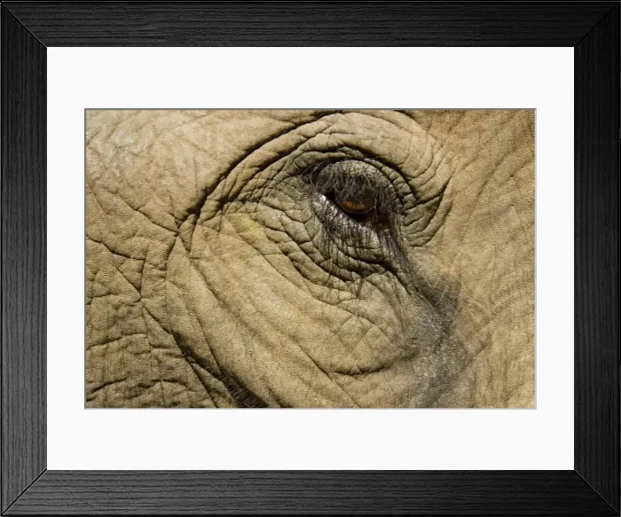 Framed Print : Asian Elephant - Close-up of eye Framed Print : Asian Elephant - Close-up of eye