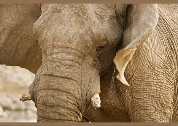 African Elephant - Side Profile Portrait - Etosha National Park - Namibia - Africa