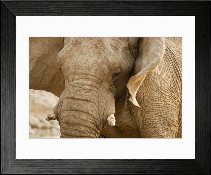 Framed Print : African Elephant - Side Profile Portrait - Etosha National Park - Namibia - Africa Framed Print : African Elephant - Side Profile Portrait - Etosha National Park - Namibia - Africa