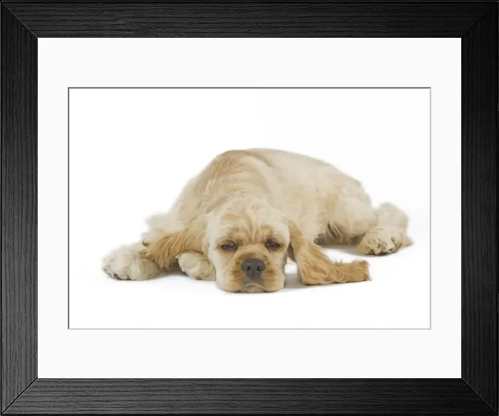 Framed Print : Dog - American Cocker Spaniel Framed Print : Dog - American Cocker Spaniel