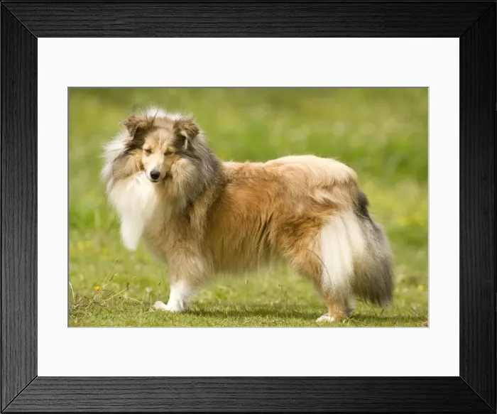 Framed Print : Dog - Shetland sheepdog Framed Print : Dog - Shetland sheepdog