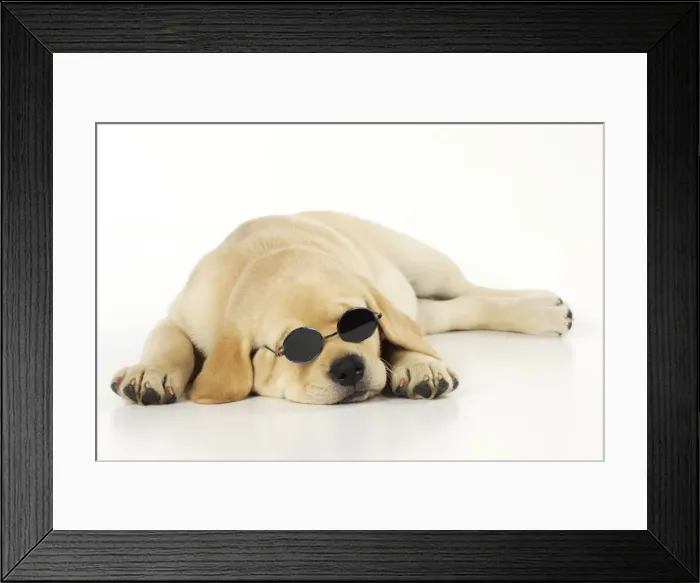 Framed Print : DOG. Labrador (8 week old pup) with round glasses, lying down. Captionable Framed Print : DOG. Labrador (8 week old pup) with round glasses, lying down. Captionable