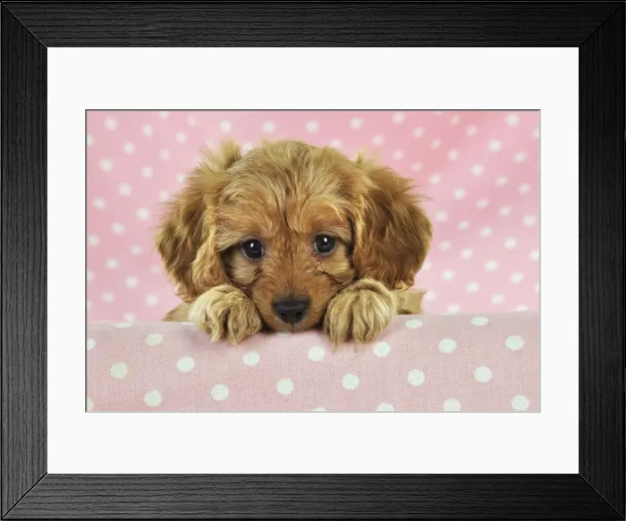 Framed Print : DOG. Cockerpoo puppy (Poodle X Cocker Spaniel ) 7 wks old Framed Print : DOG. Cockerpoo puppy (Poodle X Cocker Spaniel ) 7 wks old