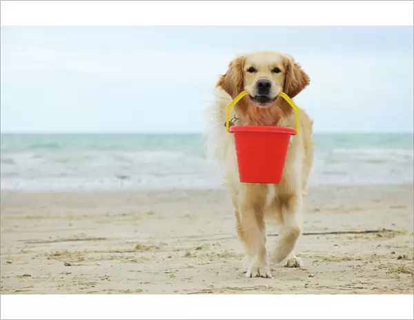 DOG. Golden retriever holding bucket