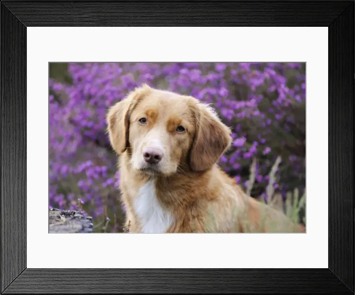 Framed Print : Dog. Nova Scotia Duck Tolling Retriever Framed Print : Dog. Nova Scotia Duck Tolling Retriever
