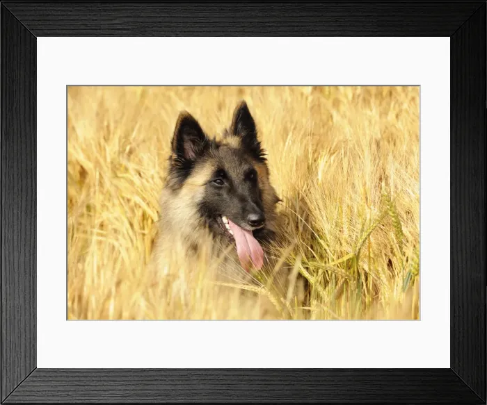 Framed Print : Dog. Tervuren Belgian Shepherd dog in field Framed Print : Dog. Tervuren Belgian Shepherd dog in field