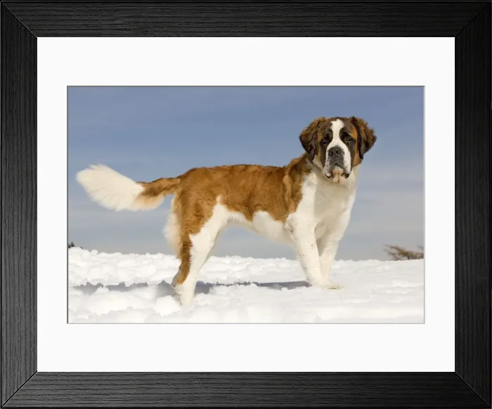 Framed Print : Dog - St Bernard - in snow