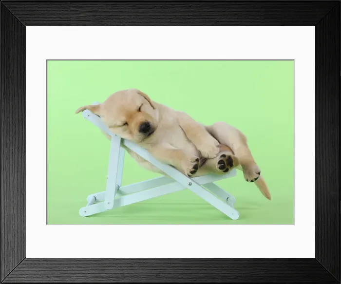 Framed Print : DOG. Yellow labrdaor puppy laying in deckchair Framed Print : DOG. Yellow labrdaor puppy laying in deckchair