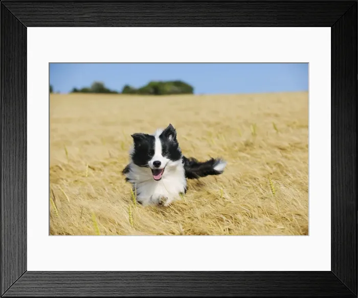 Framed Print : Dog. Border Collie running in field Framed Print : Dog. Border Collie running in field