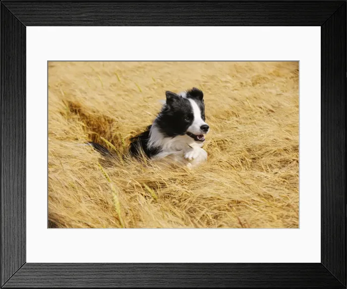 Framed Print : Dog. Border Collie running in field Framed Print : Dog. Border Collie running in field