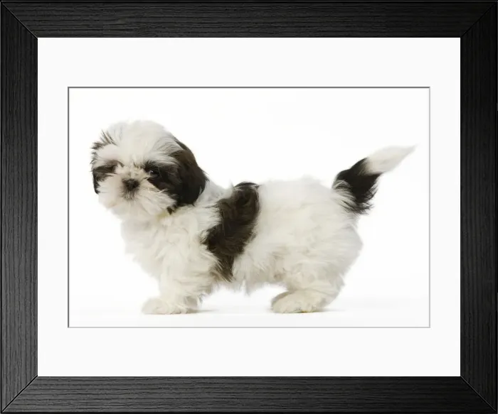 Framed Print : Dog - Shih Tzu puppy in studio Framed Print : Dog - Shih Tzu puppy in studio