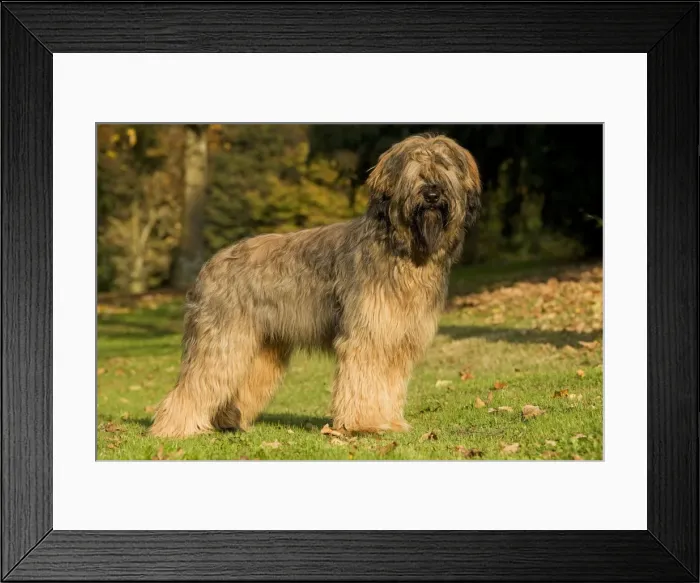 Framed Print : Dog - Briard / Berger de Brie Framed Print : Dog - Briard / Berger de Brie