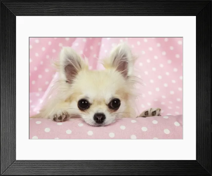 Framed Print : Chihuahua Dog Framed Print : Chihuahua Dog