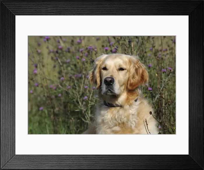 Framed Print : Golden Retriever Dog Framed Print : Golden Retriever Dog