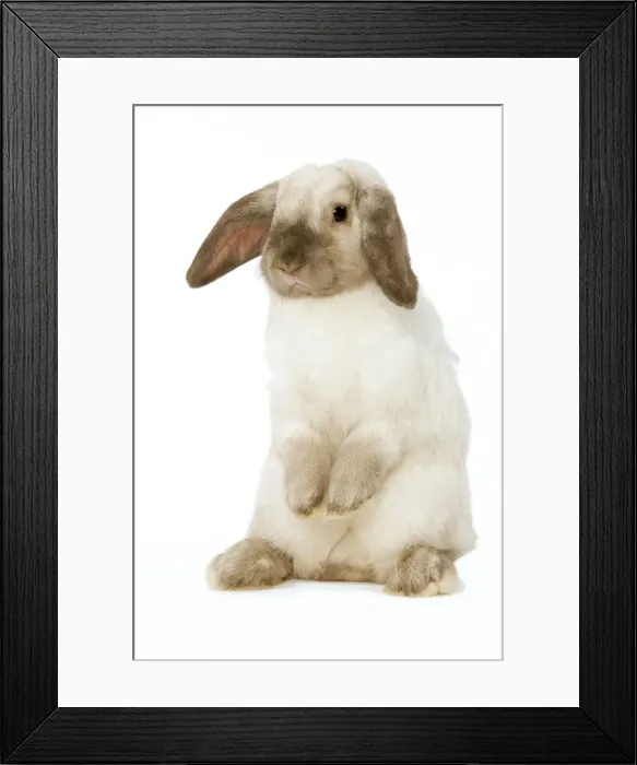 Framed Print : Rabbit - French Lop / Belier - om hind legs in studio Framed Print : Rabbit - French Lop / Belier - om hind legs in studio