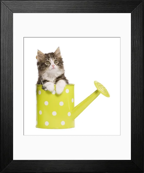 Framed Print : Norwegian Forest Cat / Norsk Skogkatt - 8 week old kitten in green and white spotted watering can Framed Print : Norwegian Forest Cat / Norsk Skogkatt - 8 week old kitten in green and white spotted watering can