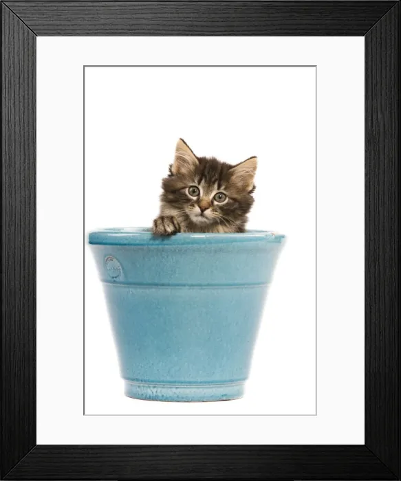 Framed Print : Norwegian Forest Cat / Norsk Skogkatt - 8 week old kitten in blue pot Framed Print : Norwegian Forest Cat / Norsk Skogkatt - 8 week old kitten in blue pot