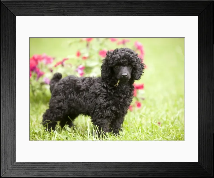 Framed Print : Dog - Black poodle outside in garden with grass in mouth Framed Print : Dog - Black poodle outside in garden with grass in mouth