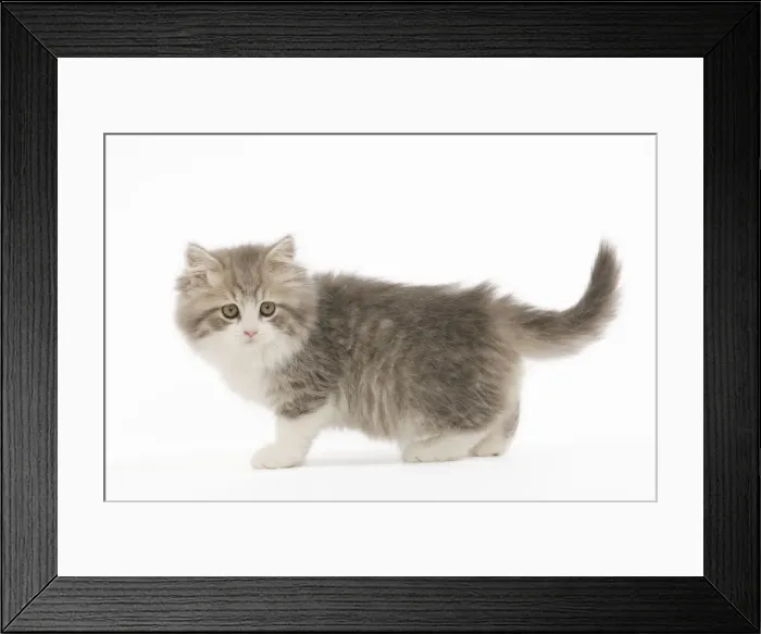Framed Print : Cat - British longhair - 8 week old kitten Framed Print : Cat - British longhair - 8 week old kitten