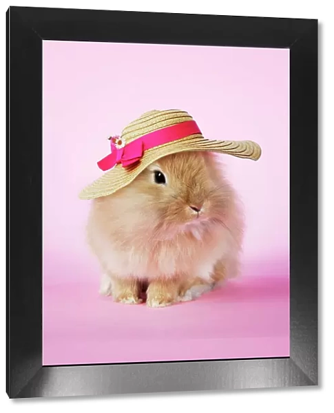 Rabbit. baby lion head rabbit ( 6wks old ) wearing hat. Digital Manipulation: Hat (Su)