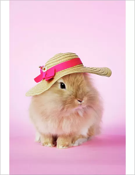 Rabbit. baby lion head rabbit ( 6wks old ) wearing hat. Digital Manipulation: Hat (Su)