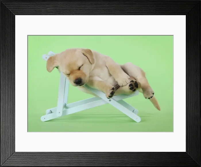 Framed Print : DOG. Yellow labrdaor puppy laying in deckchair Framed Print : DOG. Yellow labrdaor puppy laying in deckchair