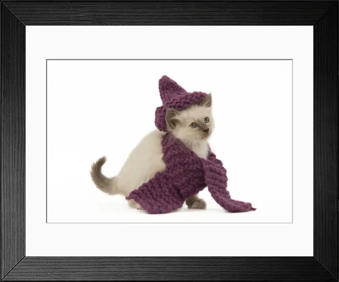 Framed Print : Cat - Birman - kitten wearing purple hat & scarf Framed Print : Cat - Birman - kitten wearing purple hat & scarf