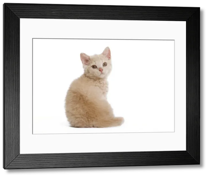 Framed Print : Cat - Selkirk Rex kitten in studio Framed Print : Cat - Selkirk Rex kitten in studio