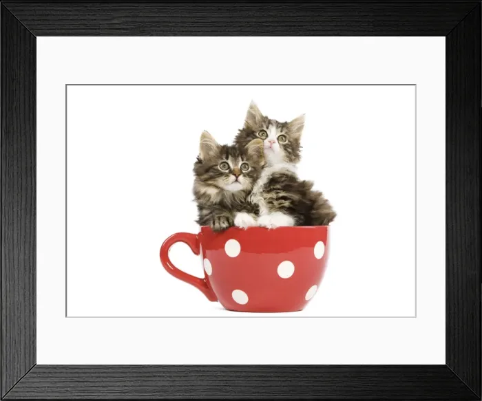 Framed Print : Norwegian Forest Cat / Norsk Skogkatt - two 8 week old kittens in red & white spotted mug Framed Print : Norwegian Forest Cat / Norsk Skogkatt - two 8 week old kittens in red & white spotted mug