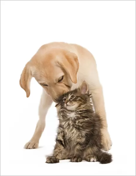 Cat & Dog - Labrador puppy kissing Norwegian Forest Cat kitten on head. In studio