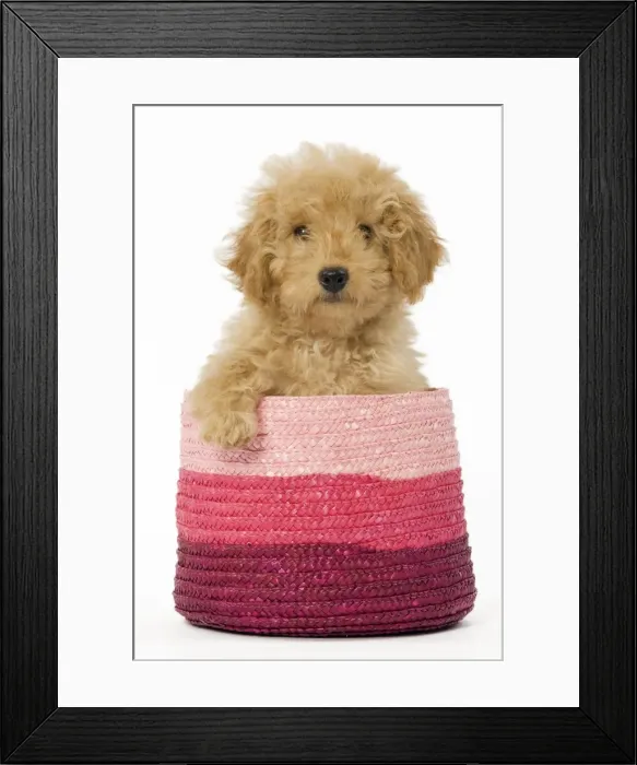 Framed Print : Dog - Poodle in pink basket Framed Print : Dog - Poodle in pink basket